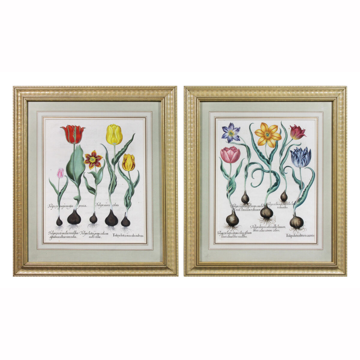 Pair of Framed Hand Colored Engravings of Tulips by Basilius Besler