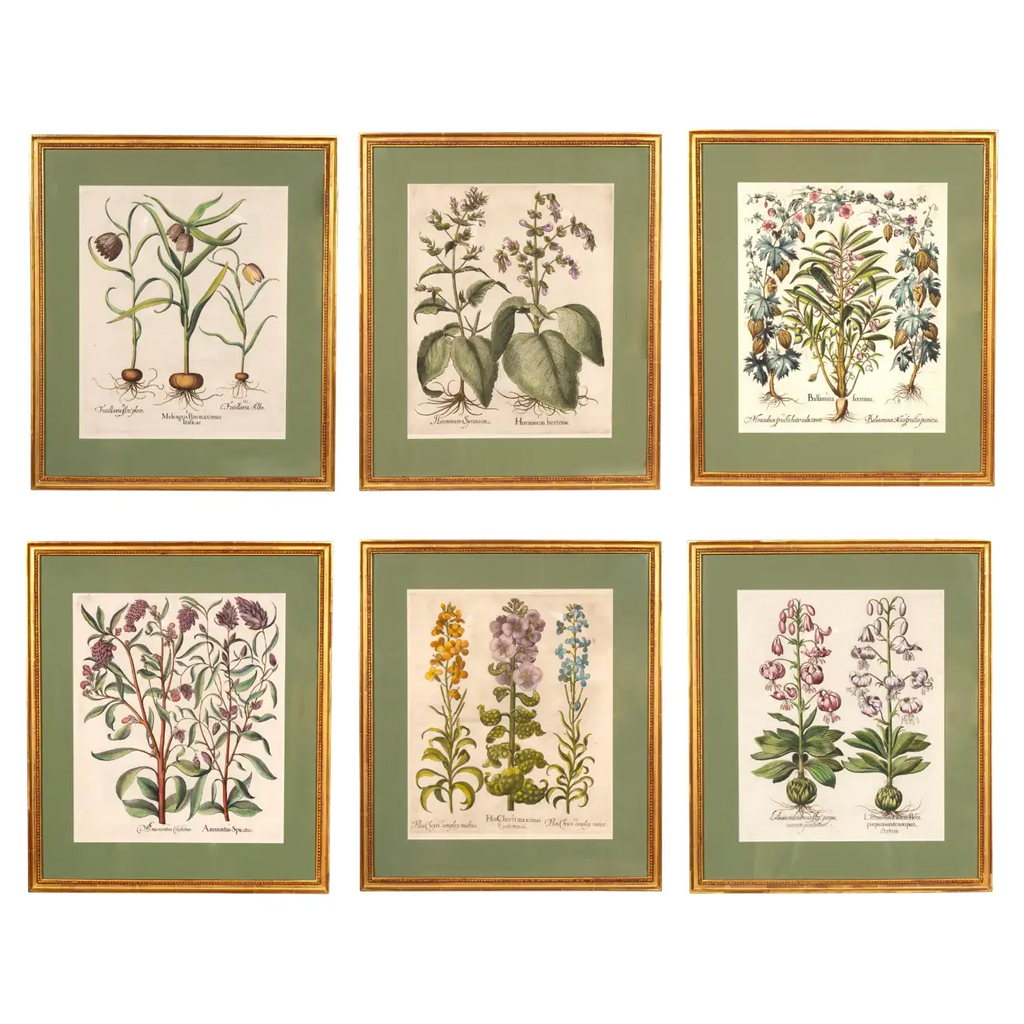 Set of Six Besler Framed Botanicals