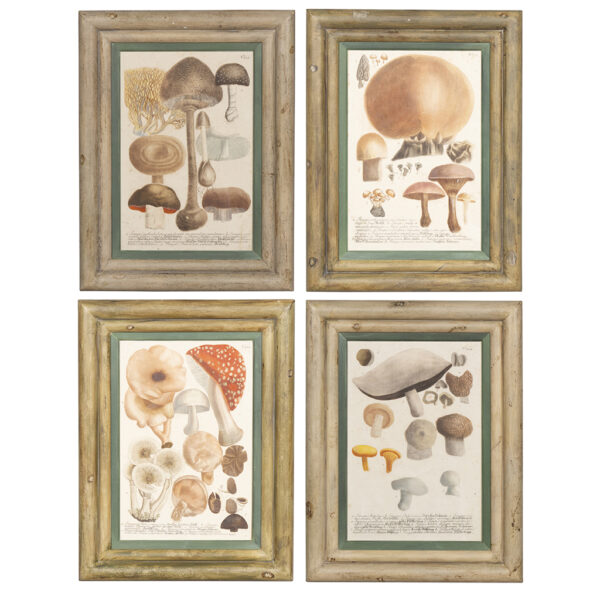 Set Of Four Hand Colored Engravings Of Mushrooms