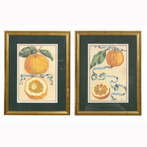 Pair Of Hand Colored Engravings of Citrus by Giovanni Baptista Ferrari