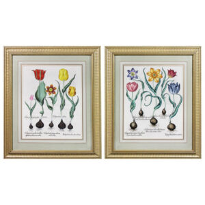 Pair of Framed Hand Colored Engravings of Tulips by Basilius Besler