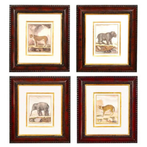 Set Of Four Engravings of African Animals