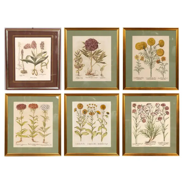 Six Assorted Framed Botanicals by Besler